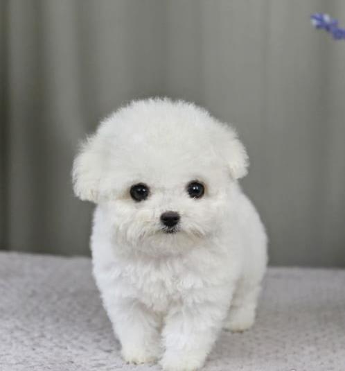 上海犬舍 出售纯种贵宾犬 买狗卖狗宠物狗网领