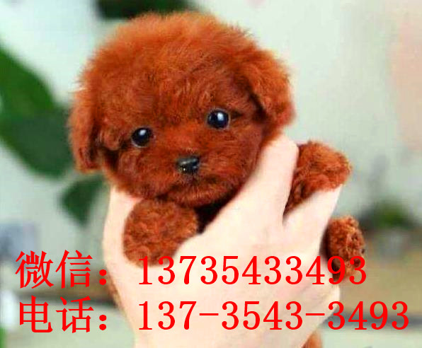 杭州狗场出售纯种贵宾犬宠物狗市场在哪买狗卖狗