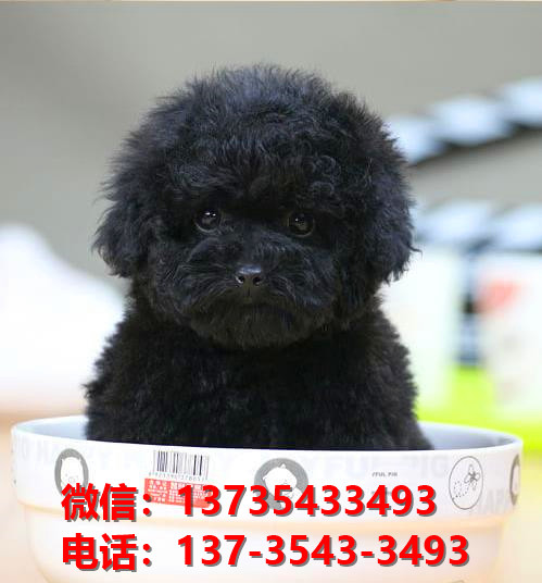 泰安犬舍出售纯种贵宾犬 宠物狗市场在哪 哪里有狗狗领养