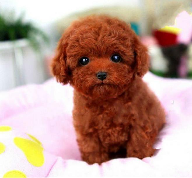 天津宠物狗犬舍出售纯种贵宾犬宠物狗市场网站