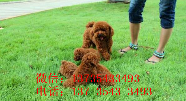 天津狗场出售纯种贵宾犬宠物狗市场在哪买狗卖狗