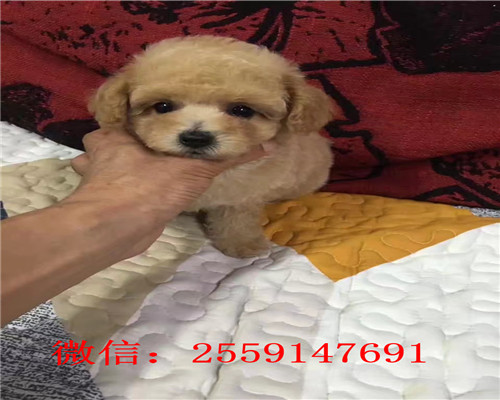 西安哪里卖巨型贵宾犬 西安贵宾多少钱 西安红色贵宾怎么卖 西安灰色贵宾