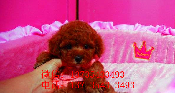 上海宠物狗狗出售纯种茶杯泰迪迷你贵宾犬小狗狗领养