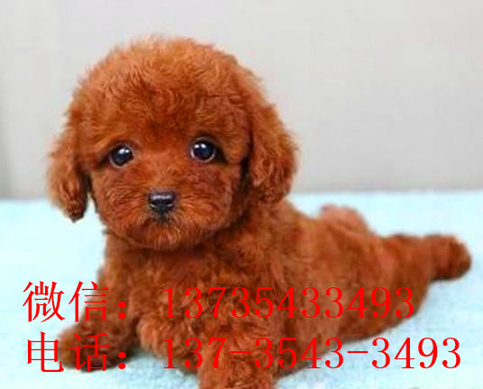 杭州狗场出售纯种贵宾犬宠物狗市场在哪买狗卖狗