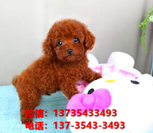 济南狗场犬舍出售纯种迷你贵宾犬 宠物狗市场在哪卖狗