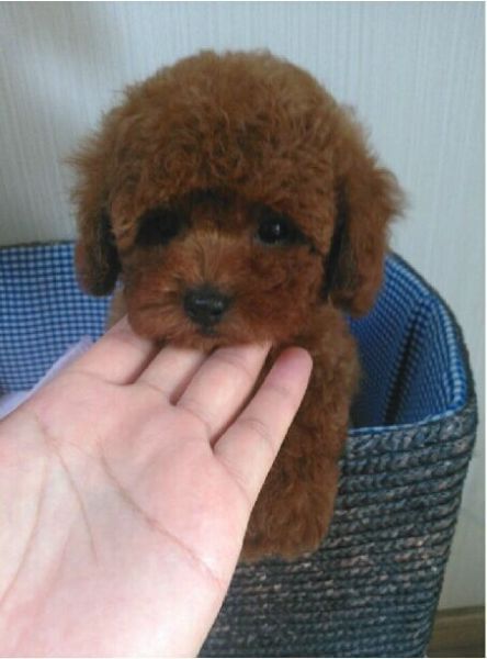 上海宠物狗狗出售纯种茶杯泰迪迷你贵宾犬小狗