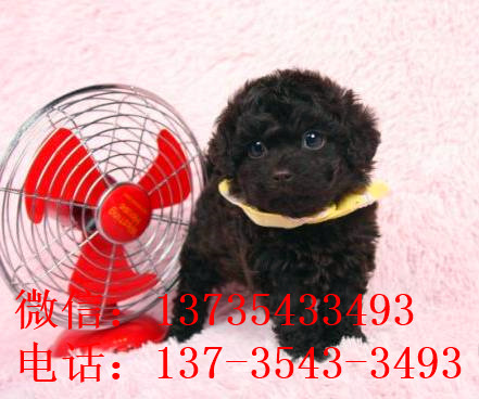 杭州宠物狗狗出售纯种贵宾犬小迷你贵宾犬活体宠物狗