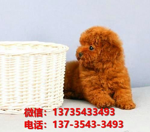 上海宠物狗犬舍出售纯种贵宾犬宠物狗市场网站信息哪里有卖狗领养