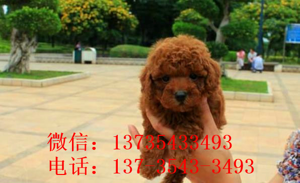 天津狗场出售纯种贵宾犬宠物狗市场在哪买狗卖狗