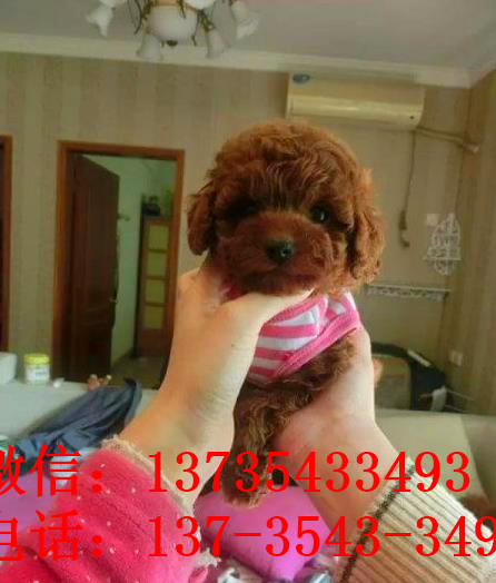 杭州狗场出售纯种贵宾犬宠物狗市场在哪买狗卖狗