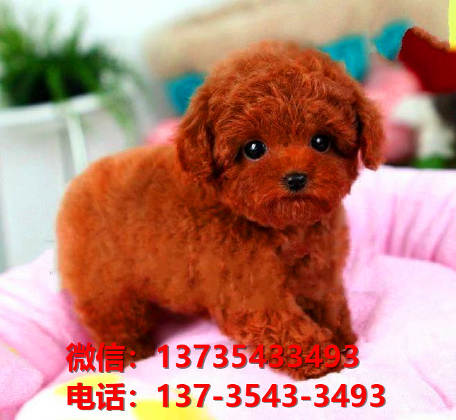 济南犬舍 出售纯种贵宾犬 买狗卖狗宠物狗网领养 狗市场在哪