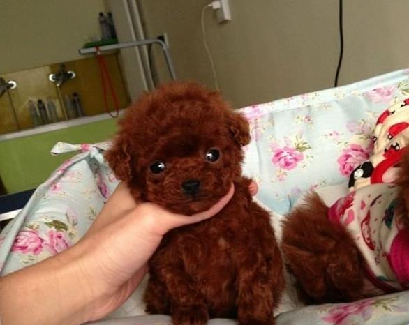 天津宠物狗狗出售纯种贵宾犬小迷你贵宾犬活体宠物狗