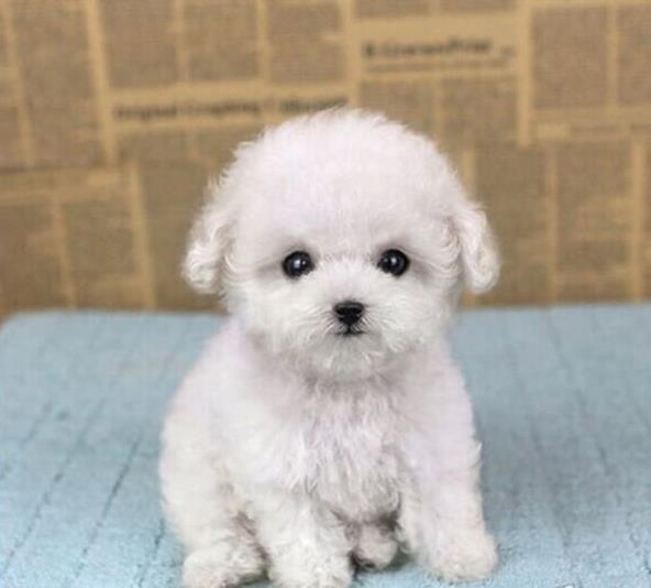 厦门犬舍 出售纯种贵宾犬 买狗卖狗宠物狗网领