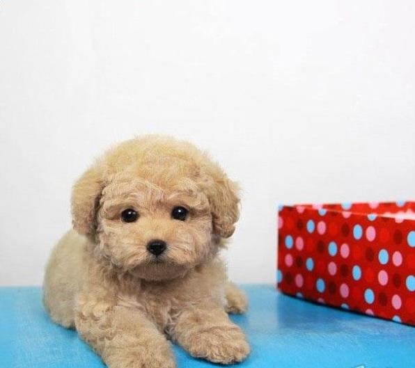 杭州宠物狗狗出售纯种贵宾犬小迷你贵宾犬活体