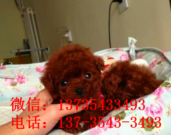 上海贵宾犬出售纯种迷你贵宾犬狗市场在哪买狗卖狗的地方