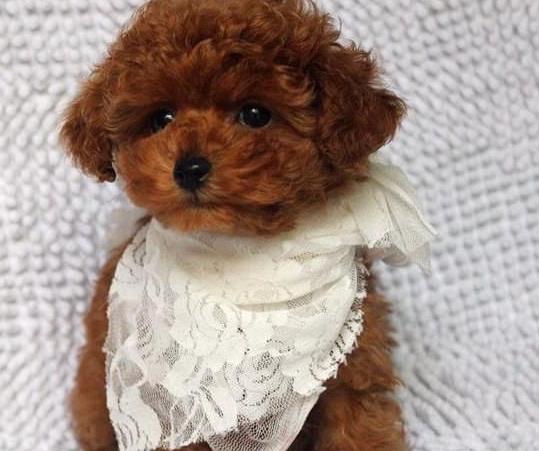 天津宠物狗狗出售纯种贵宾犬小迷你贵宾犬活体宠物狗