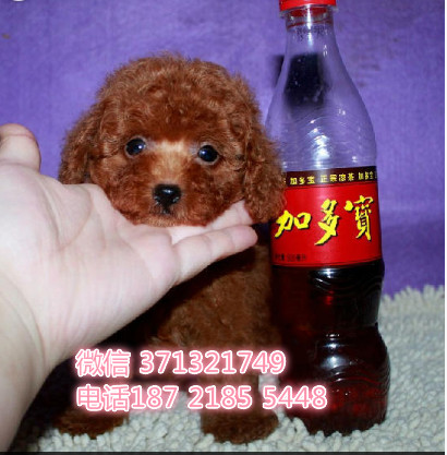 上海贵宾犬出售纯种幼犬 小型犬贵宾狗狗 杭州