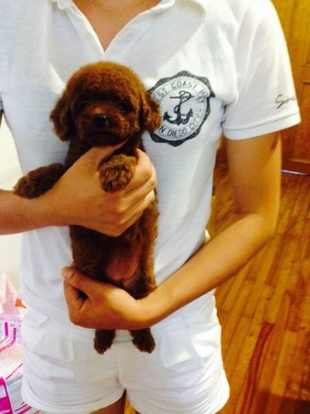 武汉宠物狗狗出售纯种茶杯泰迪迷你贵宾犬小狗