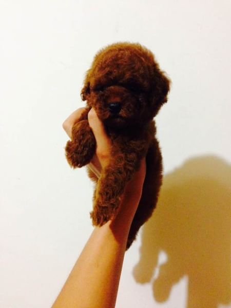 青岛宠物狗狗出售纯种茶杯泰迪迷你贵宾犬小狗