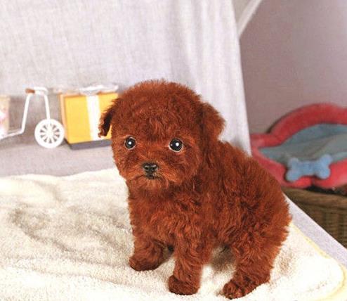 西安贵宾犬出售纯种迷你贵宾犬狗市场在哪买狗卖狗的地方