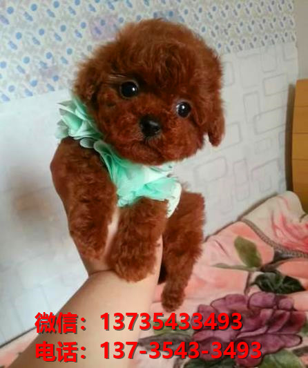 西安狗场犬舍出售纯种迷你贵宾犬 宠物狗市场在哪卖狗