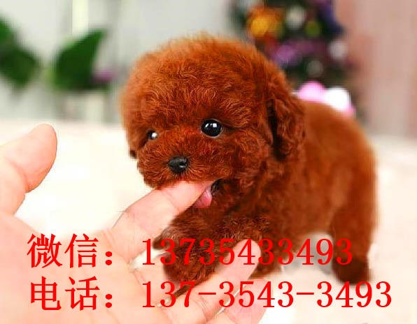 上海狗场出售纯种贵宾犬宠物狗市场在哪买狗卖狗