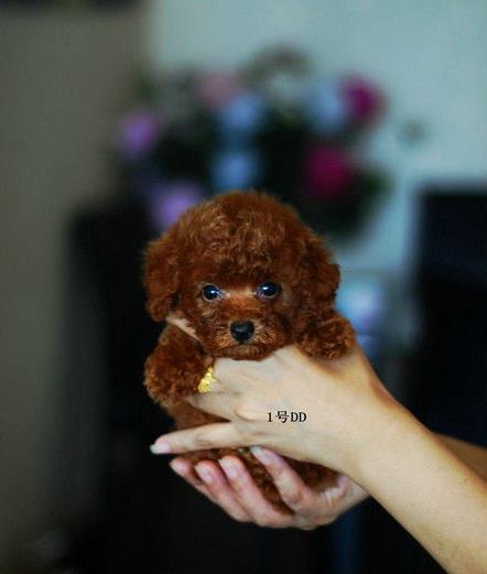 内蒙古宠物狗狗出售纯种泰迪犬幼犬迷你茶杯泰