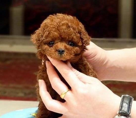 福州宠物狗狗出售纯种茶杯泰迪迷你贵宾犬小狗