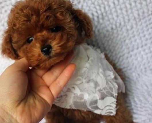 长沙贵宾犬出售纯种迷你贵宾犬狗市场在哪买狗