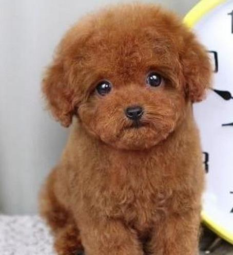 扬州宠物狗场出售纯种贵宾犬哪里有狗市场在哪