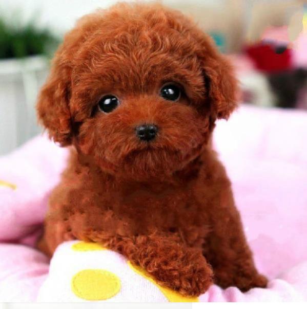 福州狗场犬舍出售纯种迷你贵宾犬 宠物狗市场