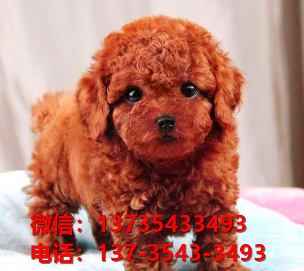 迷你贵宾犬 上海宠物狗市场在哪里卖狗哪里有