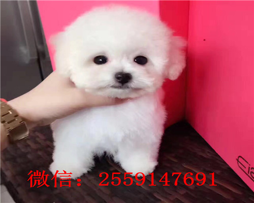 深圳巨型红贵宾价格 深圳巨型白色贵宾多少钱 深圳小体贵宾价格