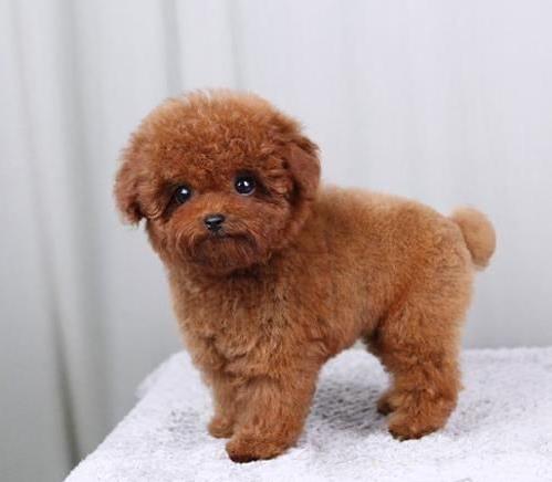 正宗迷你贵宾犬领养西安犬舍宠物狗市场在哪里