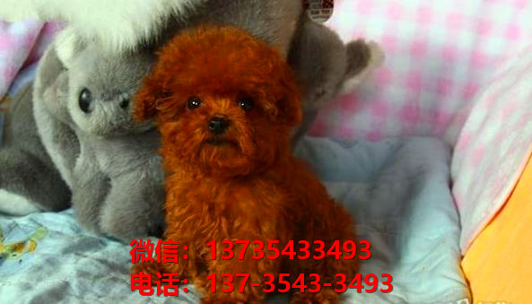 迷你贵宾犬 深圳宠物狗市场在哪里卖狗哪里有狗买领养