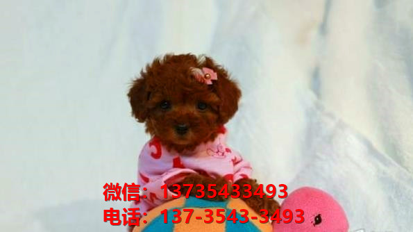 青岛犬舍 出售纯种贵宾犬迷你贵宾犬宠物狗场在哪买狗卖狗地方