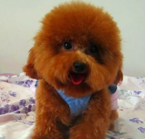 迷你贵宾犬 天津宠物狗市场在哪里卖狗哪里有