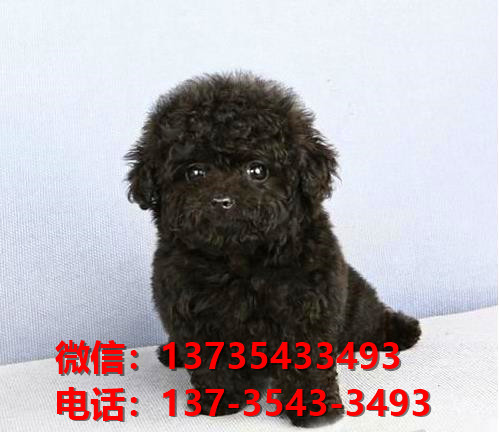 厦门犬舍 出售纯种贵宾犬迷你贵宾犬宠物狗场在哪买狗卖狗地方