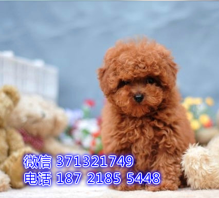 厦门狗狗 贵宾出售纯种幼犬 厦门全国发货