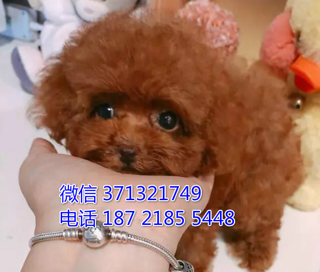 上海狗狗 出售贵宾犬幼犬 上海特价宠物 特价犬舍