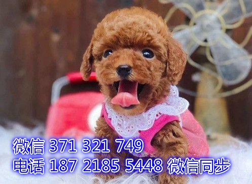 全国发货 北京 贵宾犬出售纯种幼犬 特价狗狗