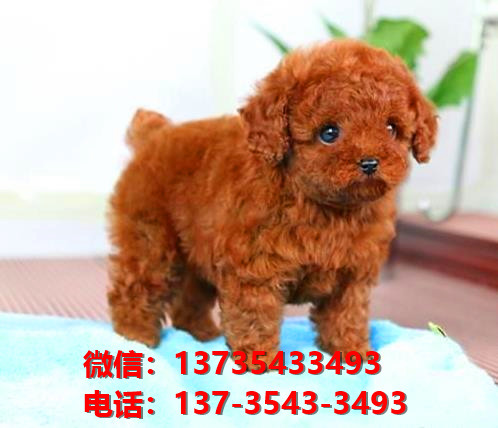 上海狗场出售纯种贵宾犬宠物狗市场领养买狗卖狗犬舍