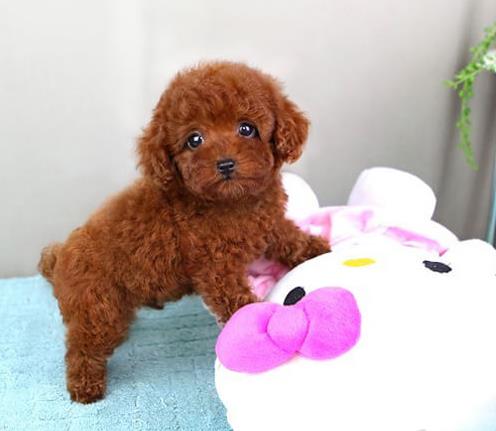 合肥宠物狗狗犬舍出售纯种贵宾犬宠物狗市场在