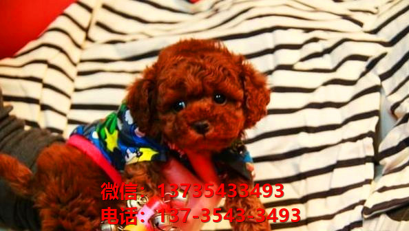 青岛犬舍 出售纯种贵宾犬迷你贵宾犬宠物狗场在哪买狗卖狗地方