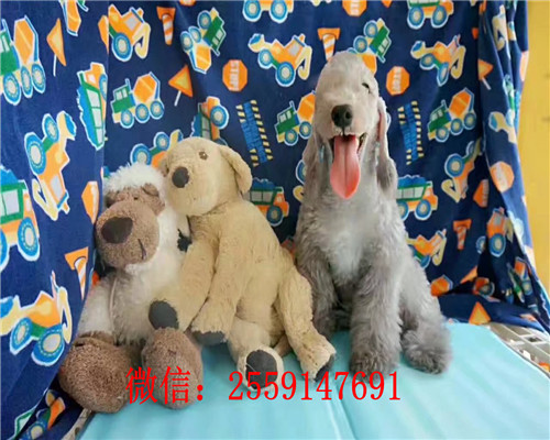 深圳巨型红贵宾价格 深圳巨型白色贵宾多少钱 深圳小体贵宾价格