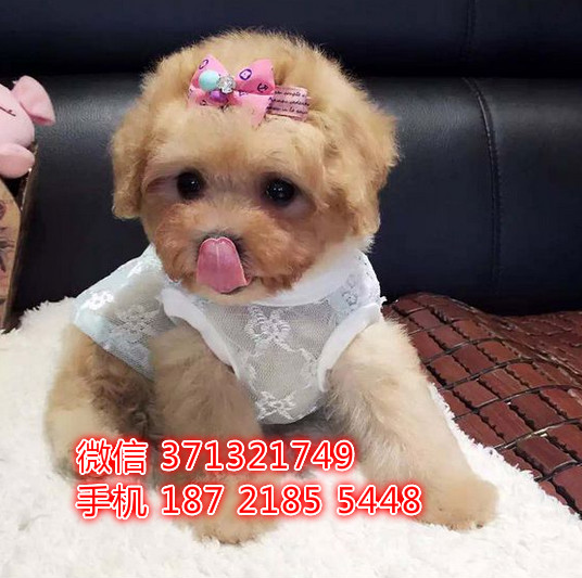 沈阳狗狗 贵宾出售纯种幼犬 特价宠物狗狗