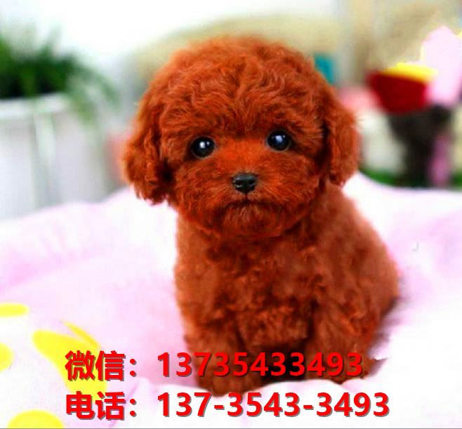 上海狗场出售纯种贵宾犬宠物狗市场领养买狗卖狗犬舍