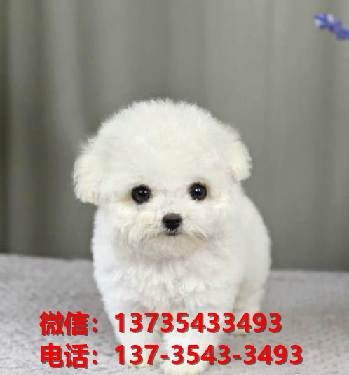 纯种贵宾犬领养深圳宠物狗狗市场在哪里买狗网上哪里有狗卖