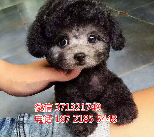 济南狗狗 贵宾犬出售纯种幼犬 济南狗场 全国