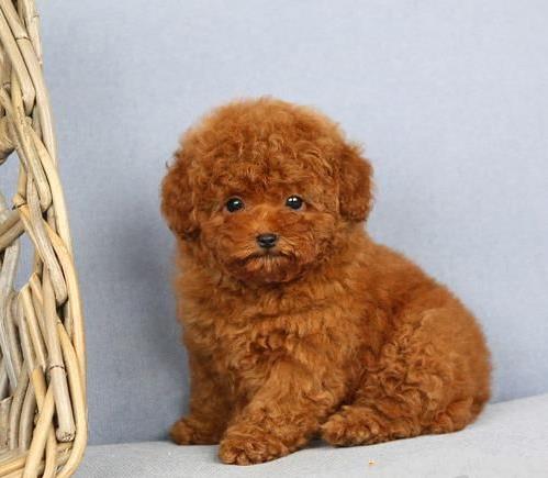 厦门宠物狗狗犬舍出售纯种贵宾犬活体宠物狗市